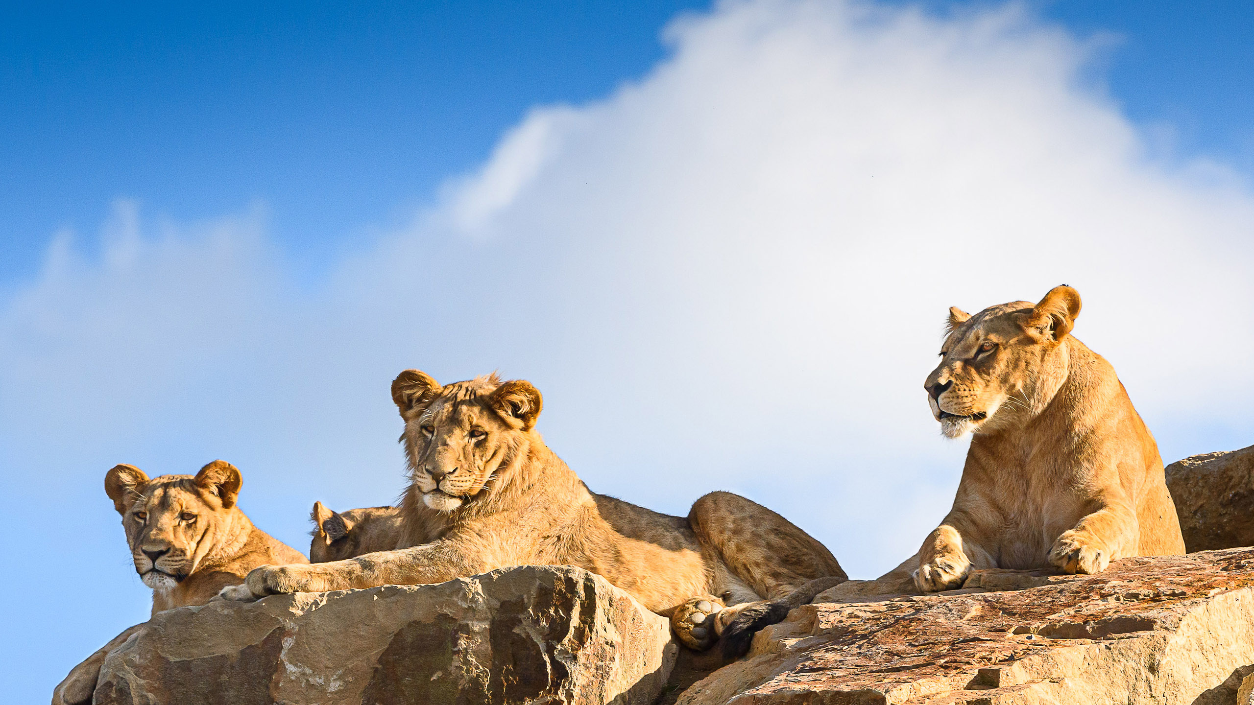 ZÁCHRANNÉ A CHOVNÉ CENTRUM PRO LVY